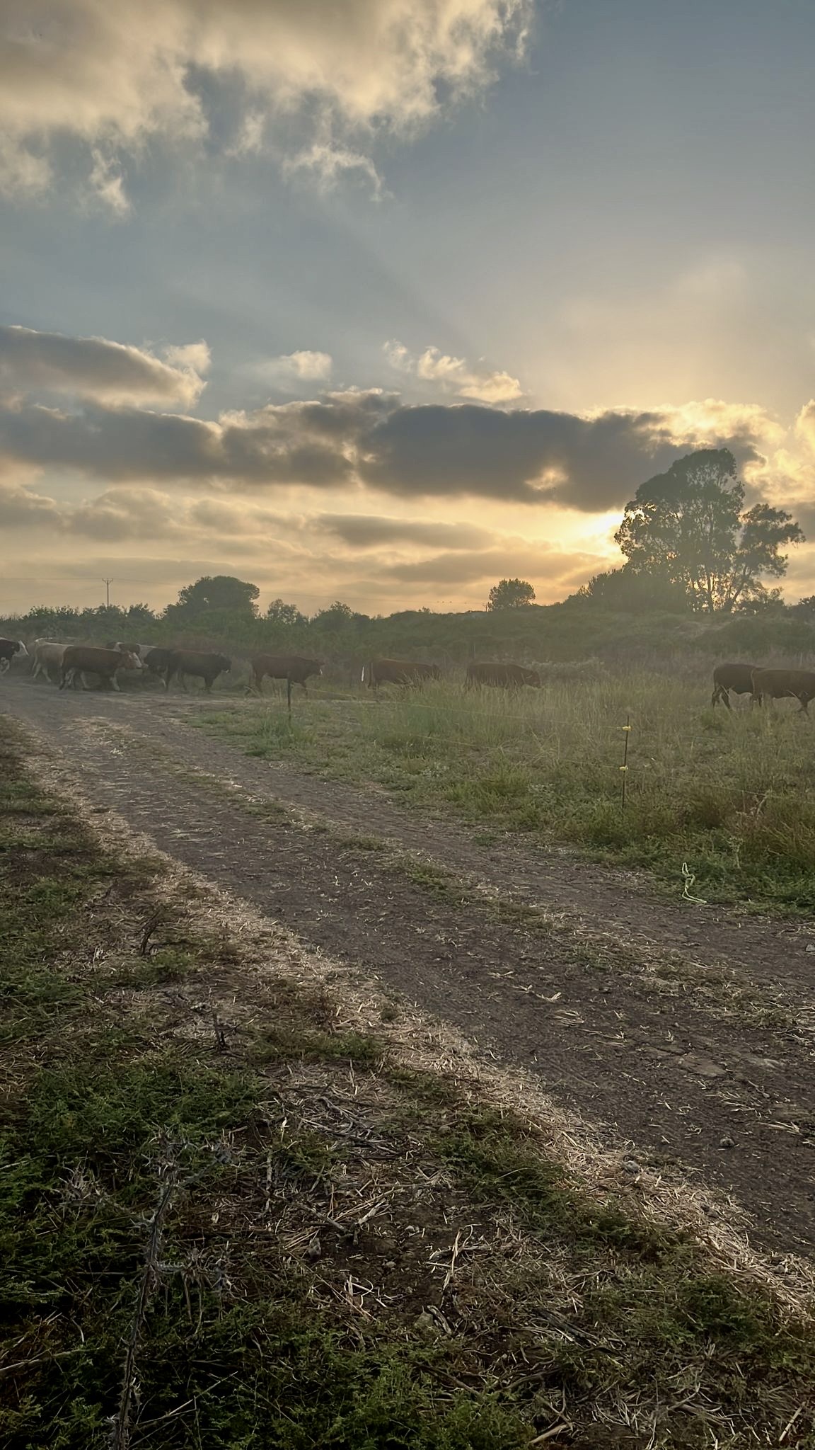 626ee8ca-314d-4c99-a79c-f3c603cc2176_Original (1)