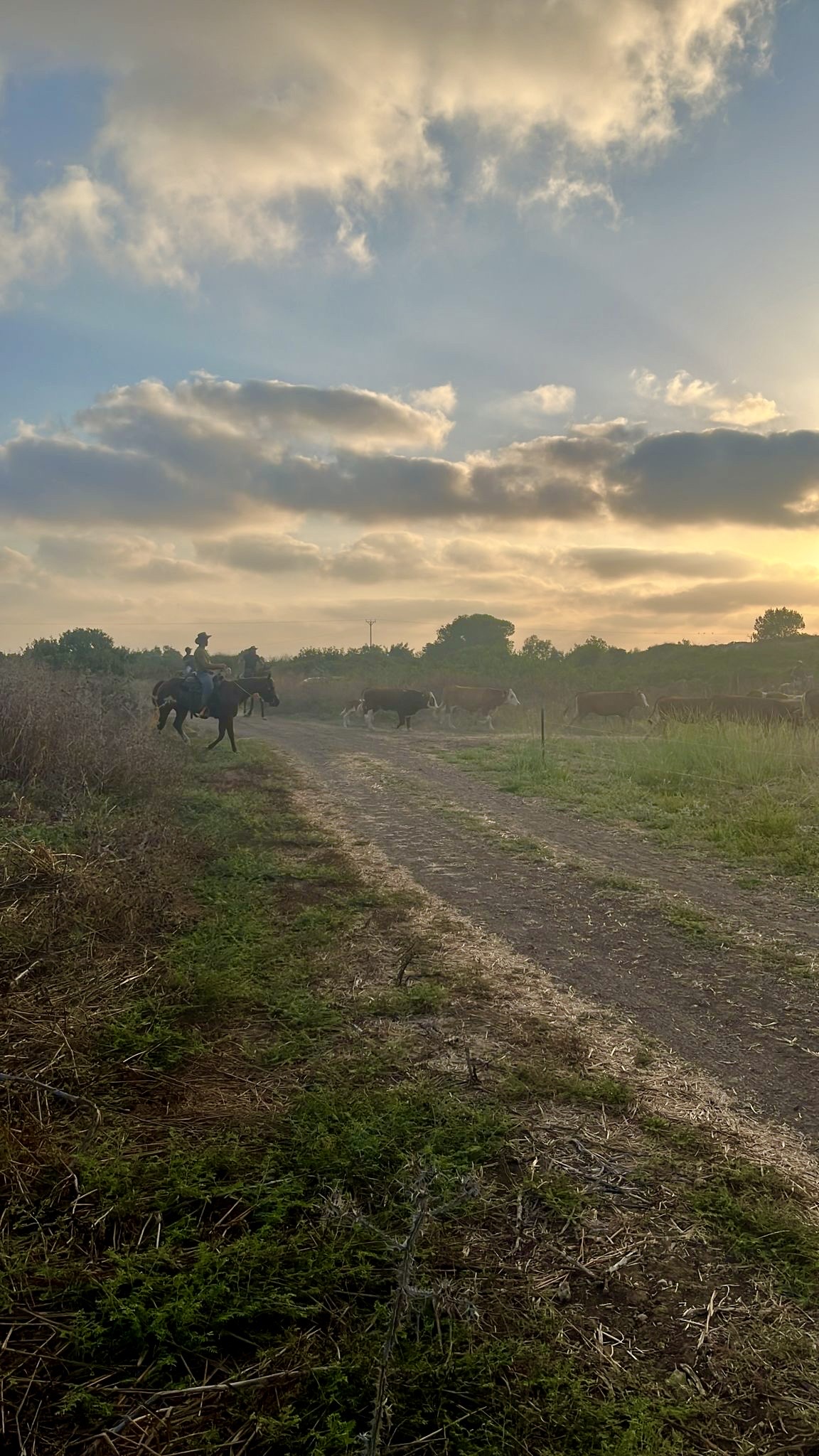 ca5355c9-9c8e-42fc-a639-58572d1f6a6e_Original